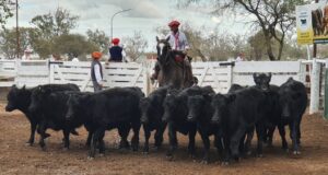 Récord de animales en el segundo concurso de terneros Hereford y Angus en San Luis