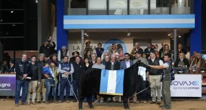 Angus: en una semana la raza mostró ser predominante