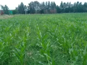 El INTA trabaja en la producción de un biofertilizante