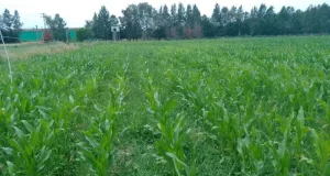 El INTA trabaja en la producción de un biofertilizante