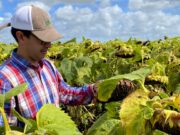 ¿Por qué el girasol argentino podría rendir mucho más?