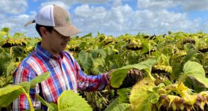 ¿Por qué el girasol argentino podría rendir mucho más?