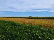 Rotar cultivos mejora hasta un 70 % la calidad del suelo