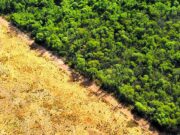 Reclamo a la UE por calificación de la Argentina bajo normativa unilateral europea sobre deforestación