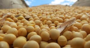 Demoras en la entrega de soja en Argentina: el ritmo más lento en 11 años