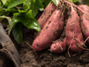 Proponen herramientas digitales para potenciar el cultivo de batata