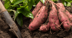 Proponen herramientas digitales para potenciar el cultivo de batata