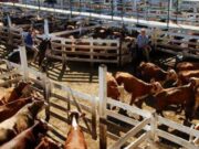 En abril, el precio real del novillo alcanzó el mayor nivel en más de un año