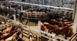 En abril, el precio real del novillo alcanzó el mayor nivel en más de un año