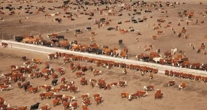 Sigue aumentando la cantidad de animales en los feedlots