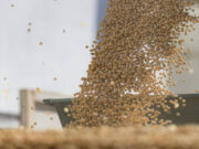 El USDA sorprendió al mercado: suben los precios de la soja, pero el maíz gana protagonismo