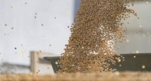 El USDA sorprendió al mercado: suben los precios de la soja, pero el maíz gana protagonismo