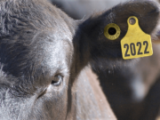 Ya tiene fecha la identificación electrónica y será a costo de los productores