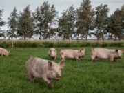 Claves para prevenir la triquinosis en la producción y el consumo de alimentos