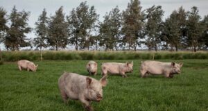 Claves para prevenir la triquinosis en la producción y el consumo de alimentos