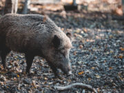 Se detectaron tres casos de jabalíes con triquinosis en las provincias de La Pampa y San Luis