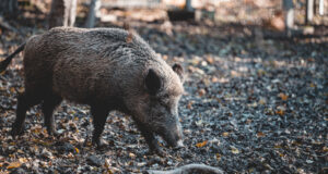 Se detectaron tres casos de jabalíes con triquinosis en las provincias de La Pampa y San Luis