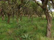 INTA San Luis avanza en la comprensión ecológica del chañar, una especie nativa que desafía la ganadería en la región