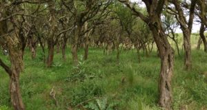 INTA San Luis avanza en la comprensión ecológica del chañar, una especie nativa que desafía la ganadería en la región