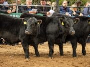 Exposiciones ganaderas: el Senasa actualizó los requisitos para el control y traslado de animales