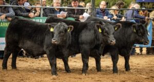 Exposiciones ganaderas: el Senasa actualizó los requisitos para el control y traslado de animales