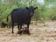 Promueven estrategia de manejo para mejorar la producción de carne