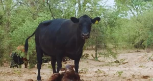 Promueven estrategia de manejo para mejorar la producción de carne