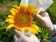 Girasol: revelan mecanismo que podría abrir camino hacia nuevas estrategias de mejoramiento genético