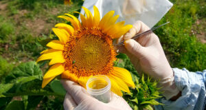 Girasol: revelan mecanismo que podría abrir camino hacia nuevas estrategias de mejoramiento genético