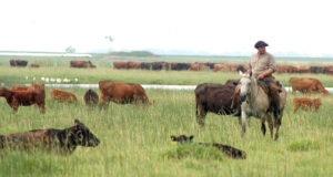 Ganaderos del sur: jornada en Unión para optimizar la eficiencia reproductiva en rodeos de cría