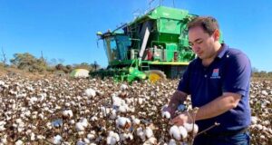 El gobierno de Milei derogó el Plan de Desarrollo de la Producción Algodonera y otra importante economía regional se queda sin red nacional