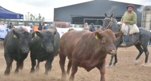 San Luis vuelve a decir presente en la Prueba Pastoril Angus: 71 toros en carrera por la excelencia genética