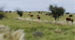 Modelos ideales de pastoreo en el sur de San Luis para maximizar la eficiencia forrajera y la productividad ganadera