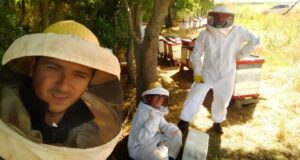 Polinización en riesgo: Las abejas pierden capacidades clave por los agroquímicos
