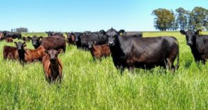 La cría bovina bajo la lupa: Jornada técnica en Unión con referentes nacionales