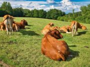 Estabilidad macro y señales de enfriamiento: la carne enfrenta el desafío de los precios en una economía sin inflación