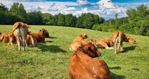 Estabilidad macro y señales de enfriamiento: la carne enfrenta el desafío de los precios en una economía sin inflación