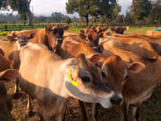 “La Primavera de Nogolí”: fabrican quesos con leche de vacas Jersey en el corazón de San Luis