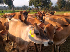 “La Primavera de Nogolí”: fabrican quesos con leche de vacas Jersey en el corazón de San Luis