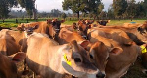 “La Primavera de Nogolí”: fabrican quesos con leche de vacas Jersey en el corazón de San Luis