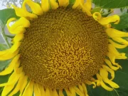 Desarrollan el primer modelo de inteligencia artificial para monitorear el girasol