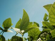 Cambios claves en el uso y control de productos fitosanitarios en Argentina