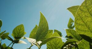 Cambios claves en el uso y control de productos fitosanitarios en Argentina