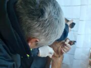 La Pampa: vacunación preventiva contra la rabia a 58 mascotas en Santa Rosa