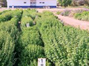 Hito en el Valle de Uco: San Carlos celebra por el primer orégano del mundo con indicación geográfica