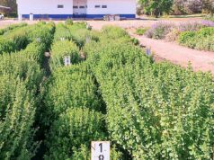 Hito en el Valle de Uco: San Carlos celebra por el primer orégano del mundo con indicación geográfica