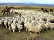 El Gobierno disolvió el régimen de promoción de la ganadería ovina y otros programas para el agro
