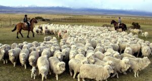 El Gobierno disolvió el régimen de promoción de la ganadería ovina y otros programas para el agro