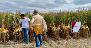 Agricultura da el visto bueno a la comercialización de un nuevo maíz de baja estatura y tolerante a glifosato