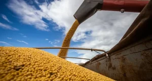 La soja cae por biocombustibles y presión financiera, mientras el mercado espera señales climáticas de EE.UU.